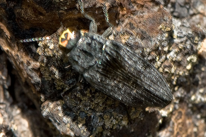 buprestis lyrata