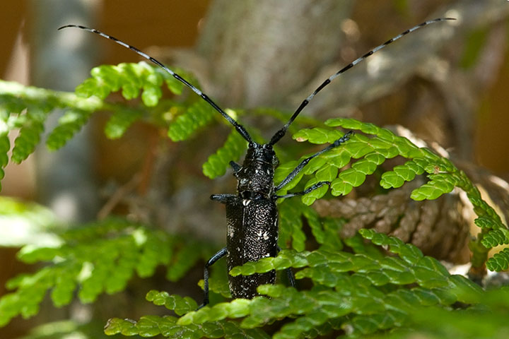 spruce sawyer, female