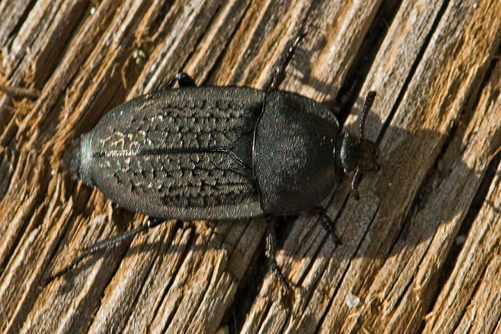 unknown beetle