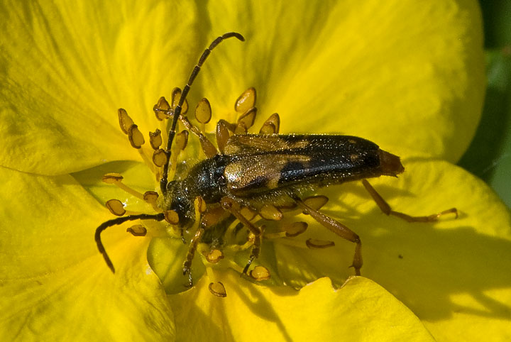 flower longhorn beetle