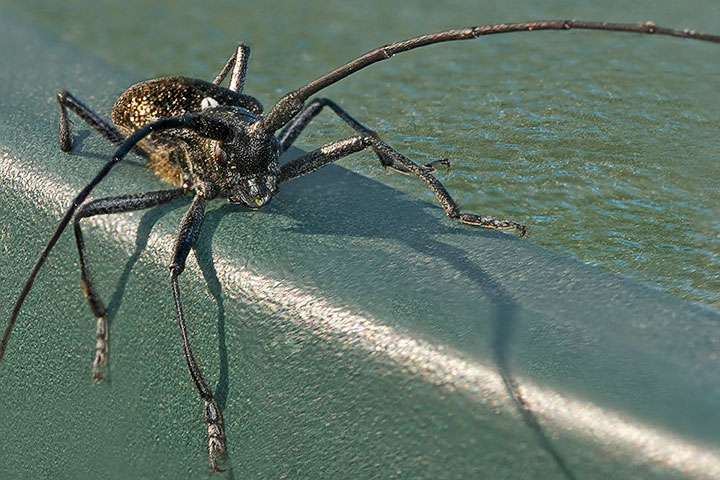 spruce sawyer, male