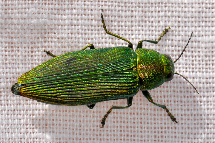 jewel beetle