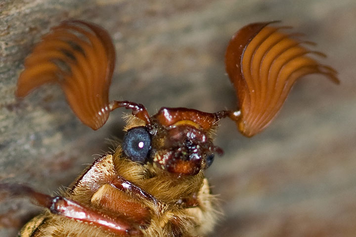 june beetle anntenae