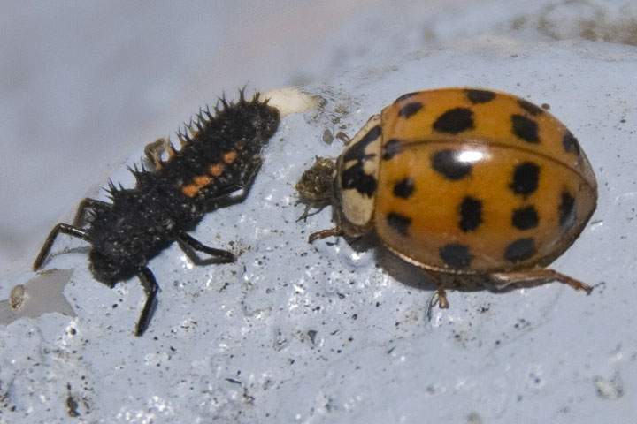 western eyed click beetle