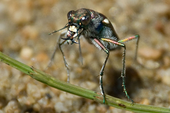 tiger beetle