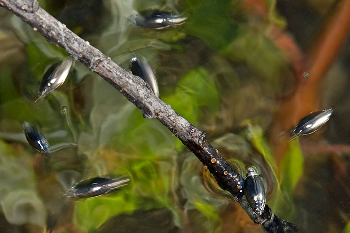 whirligig beetle