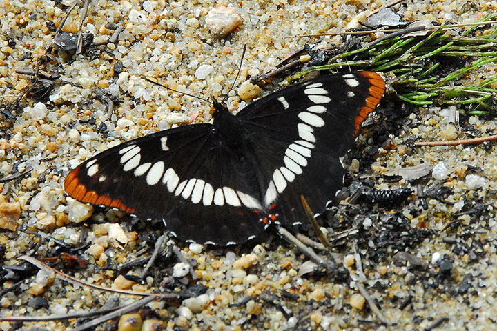 lorquins admiral