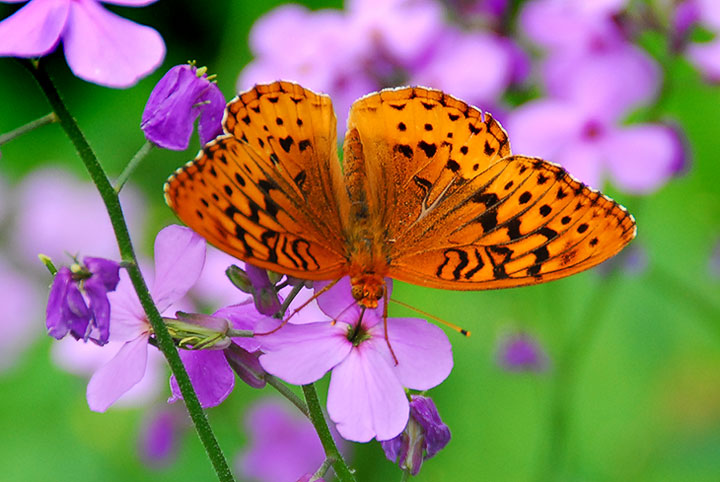 fritillary