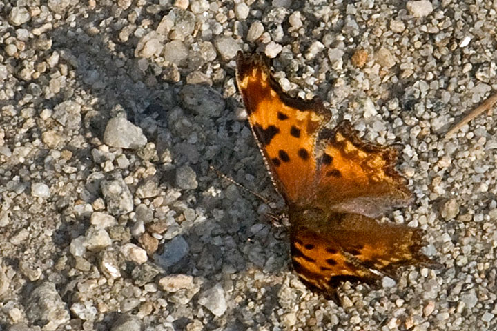 hoary comma