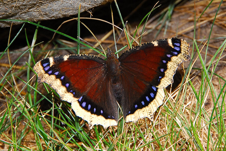 Mourning Cloak