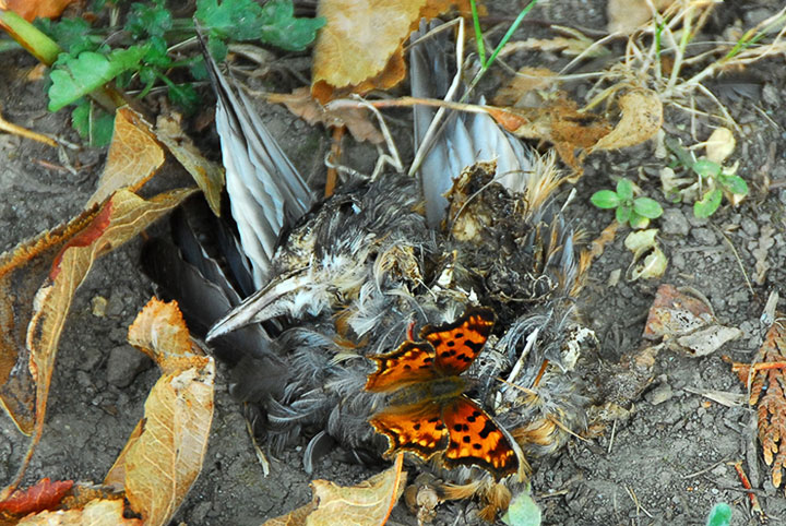 compton tortoiseshell