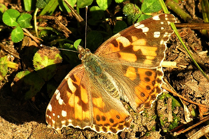 painted lady