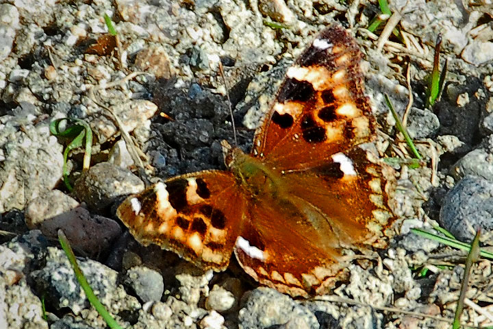 compton tortoishell