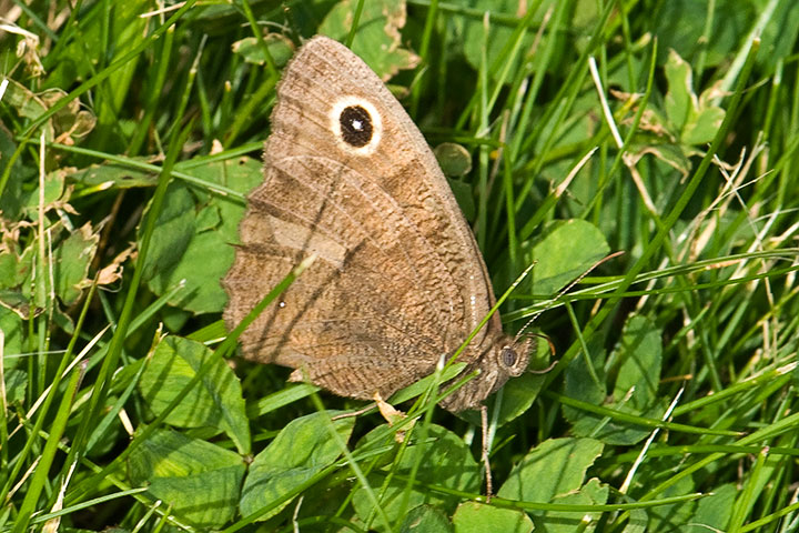 wood nymph