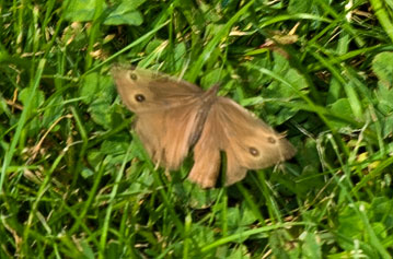 wood nymph