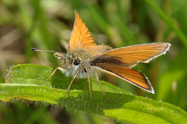 skipper