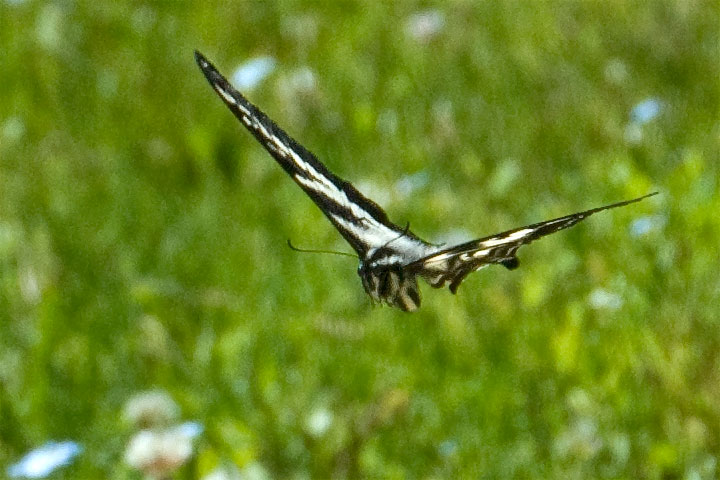 pale swallowtail