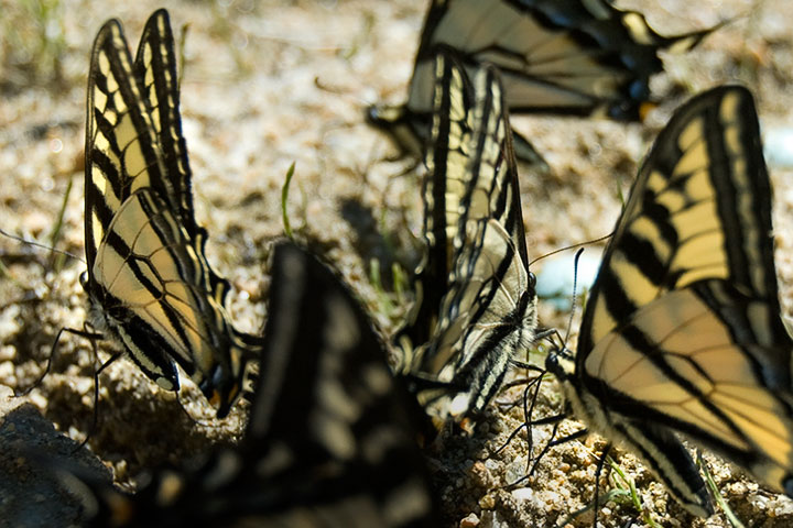 swallowtails