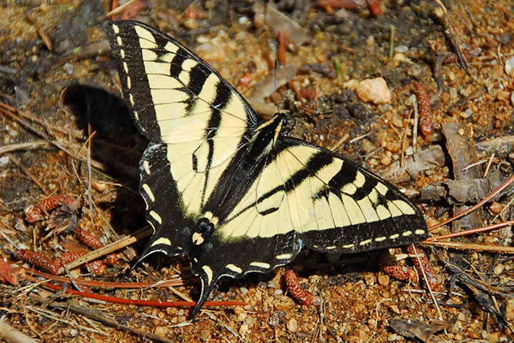 swallowtail