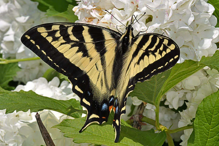 western swallowtail