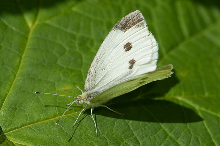 Cabbage White