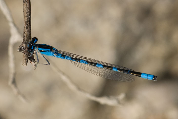 bluet damselfly