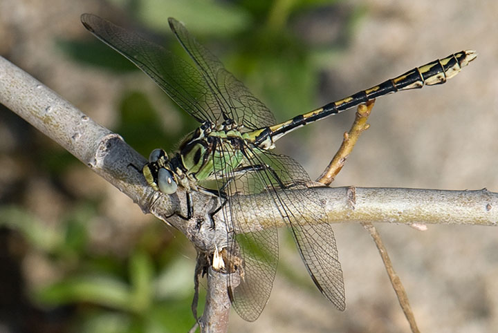 clubtail, male