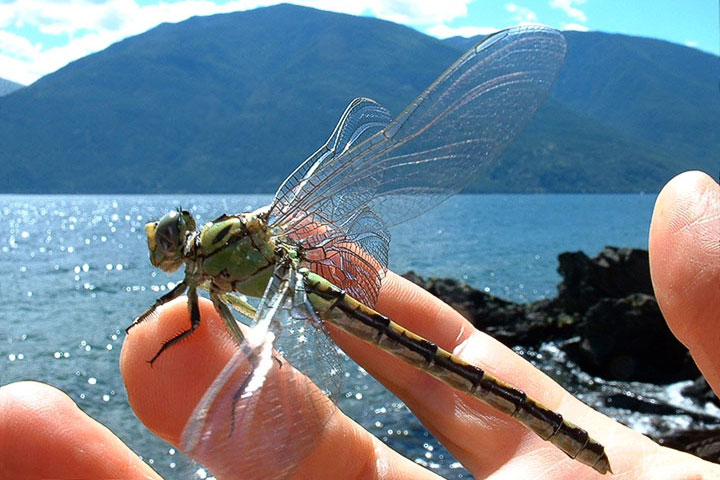 clubtail