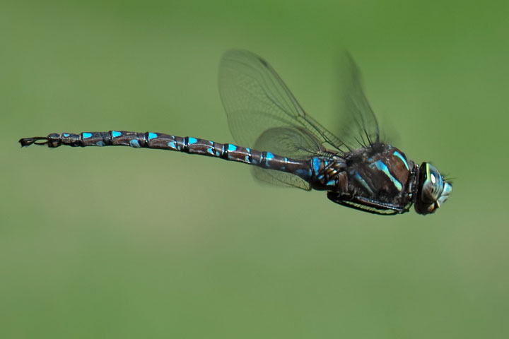 shadow darner