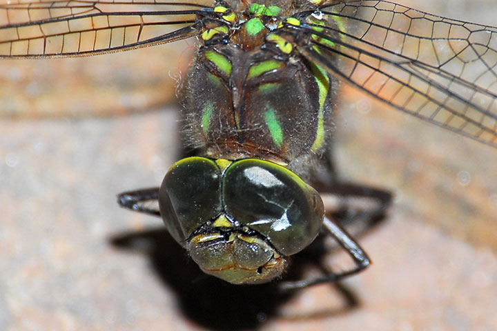 darner