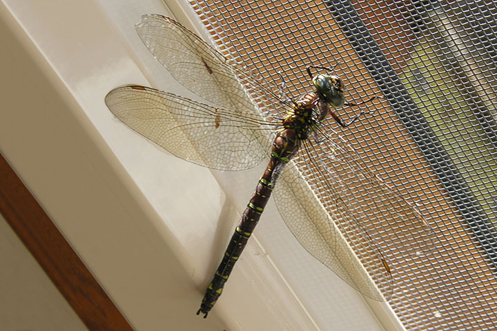 shadow darner