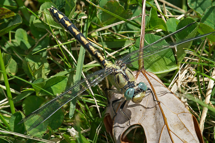 clubtail, female