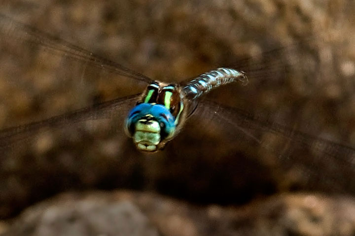 A male Shadow Darner (dragonfly) patrols the shoreline