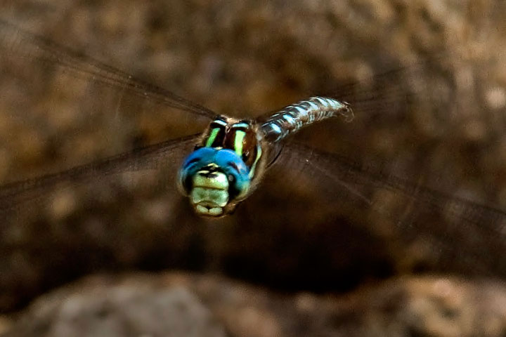 A male Shadow Darner (dragonfly) patrols the shoreline