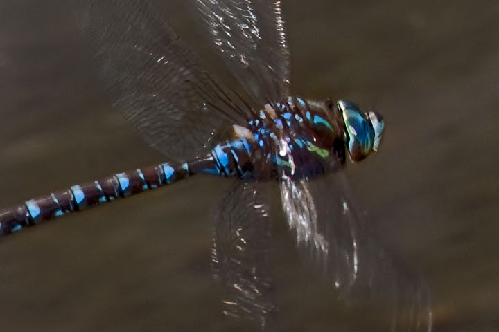 darner