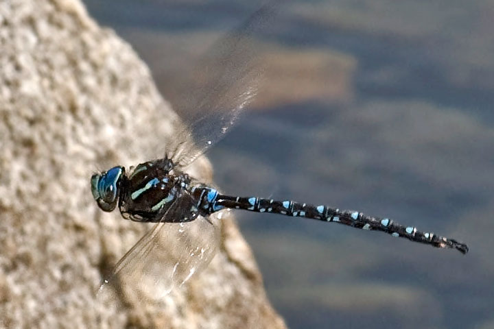 darner