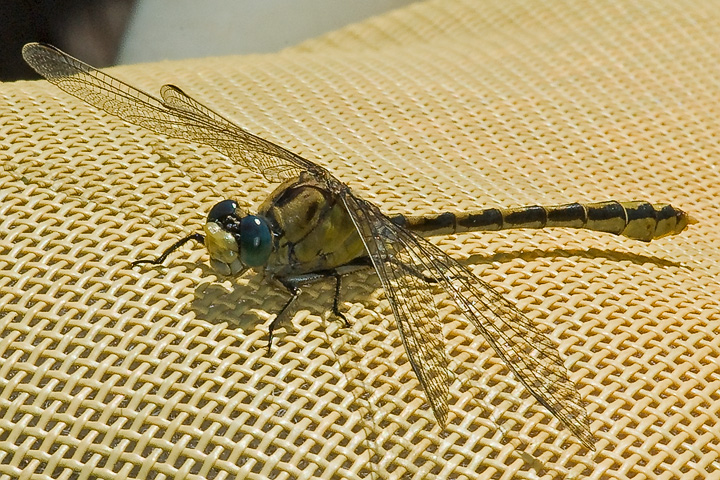 clubtail, male