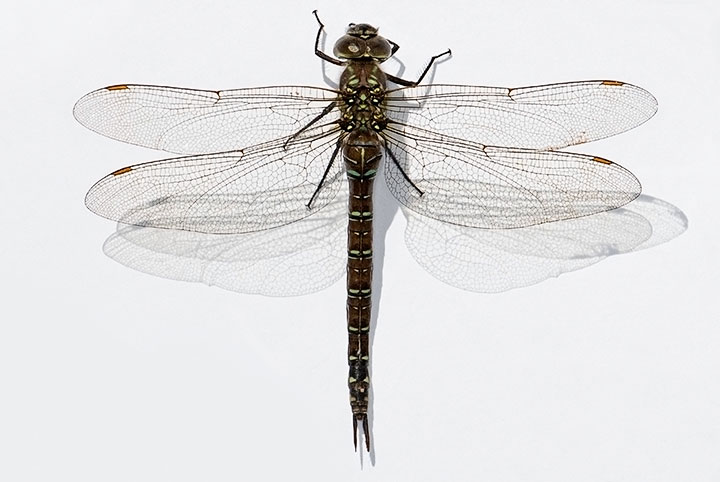 female shadow darner