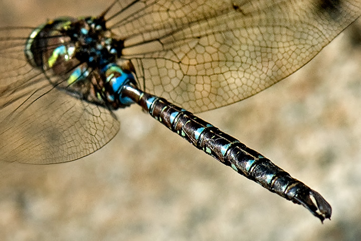 shadow darner, male