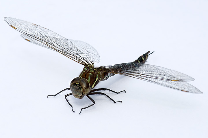 female shadow darner