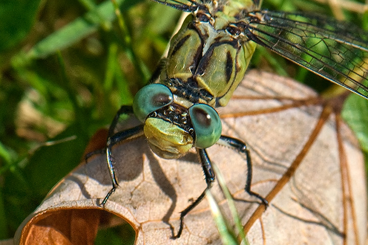Pale Snaketail (dragonfly)