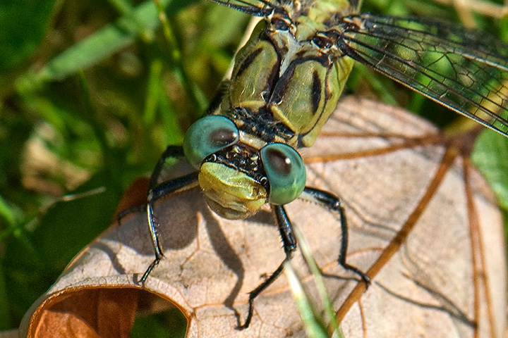 clubtail, female