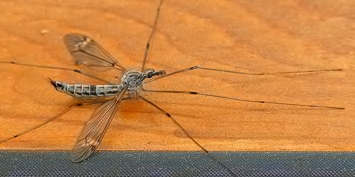 stone fly