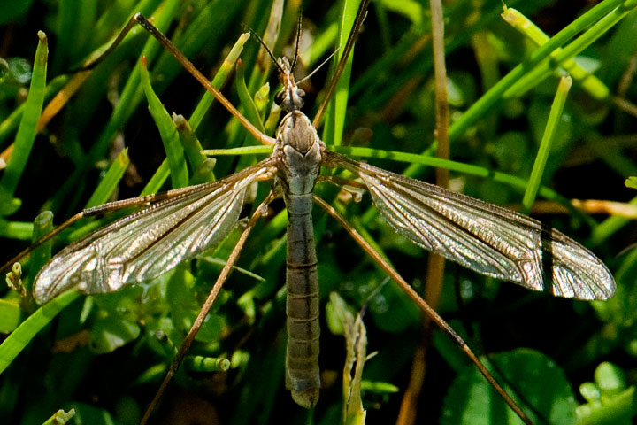 giant crane fly