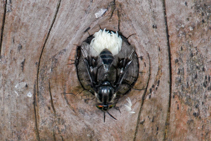 deer fly with eggs