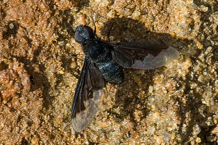 bee fly