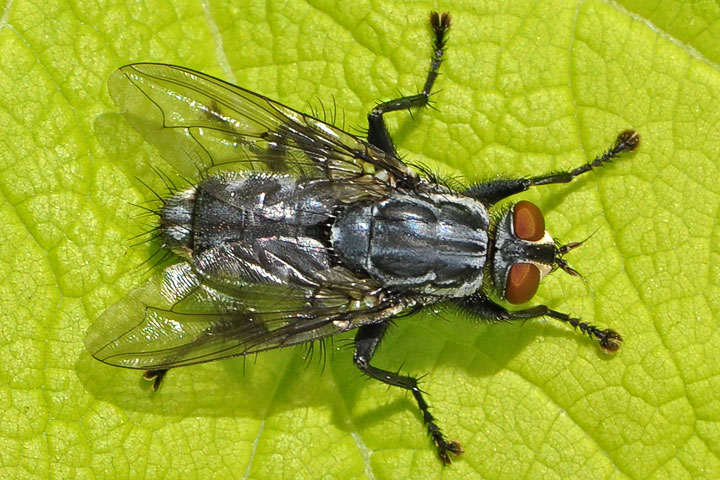 flesh fly