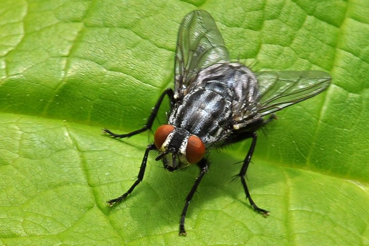 flesh fly