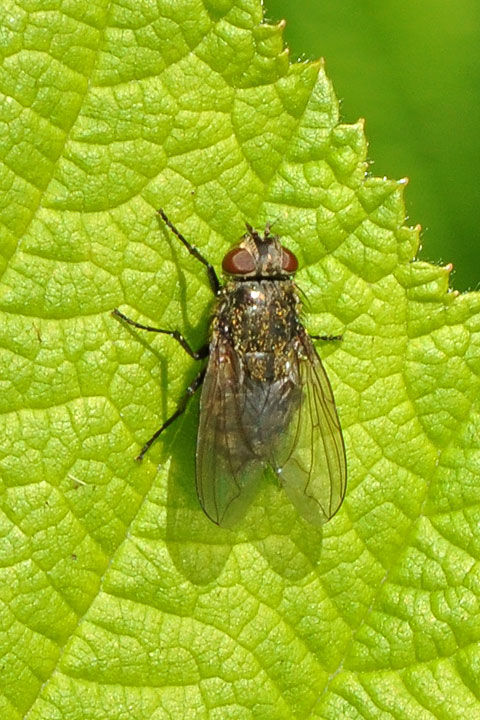 Pollenia fly