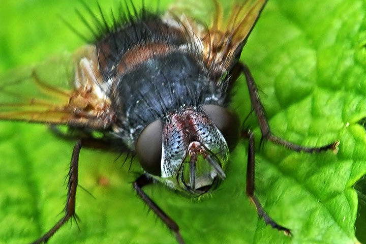 tachinid fly